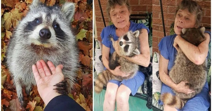  What a sweet story: a rescued raccoon keeps visiting the woman who saved his life