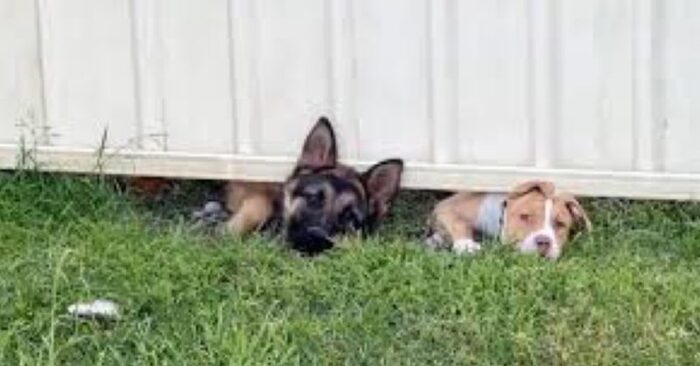  Next-door dogs salute brand-new neighbors till the third one appears to salute