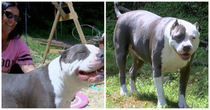  A real hero: this family pit bull saved a child who went missing two days ago