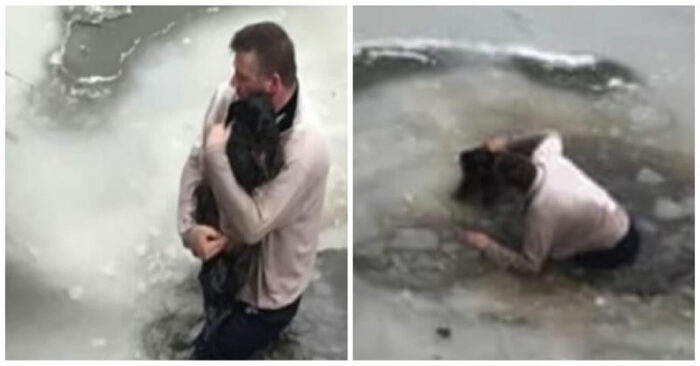  Beautiful story: this man could save a dog that fell under the ice and ended up in freezing water