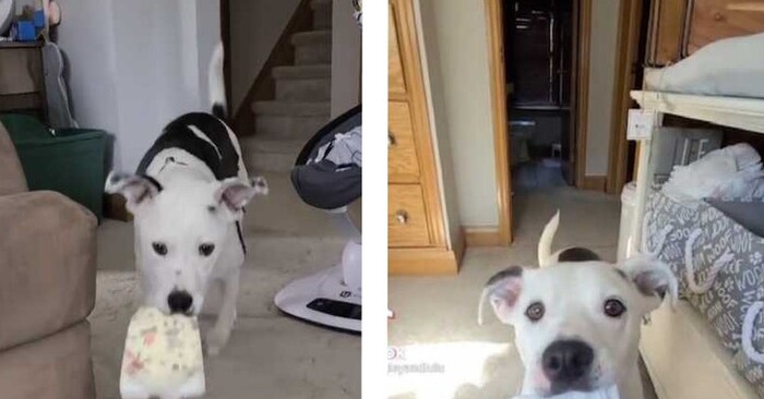  Lovely story: mother shows how her caring dog helps take care of her baby