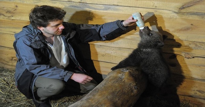  A wonderful story: a lone bear cub was rescued, then transferred to a wildlife zoo in Poland.