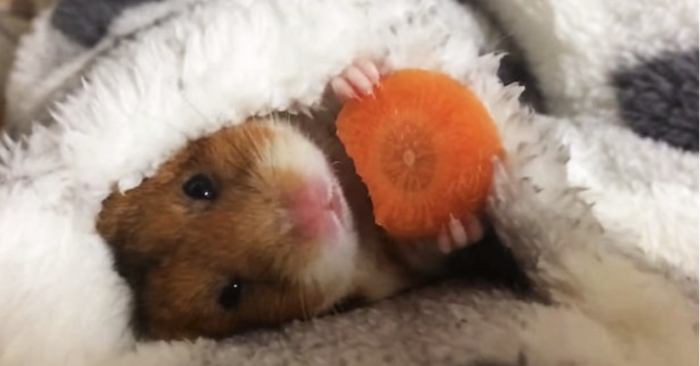  An adorable Japanese hamster: this little one wrapped in a blanket and eating carrot attracts everyone’s attention