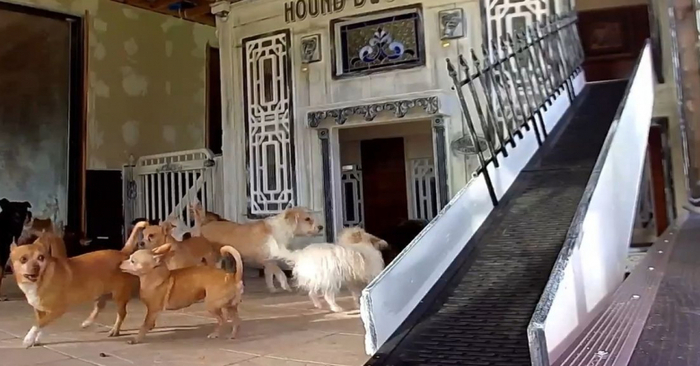  This kind and caring animal lover built a private home for all the dogs he rescued and cared for