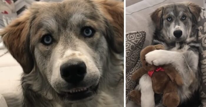  Cheerful occasion. A Husky and Golden Retriever got together and Tyson was created