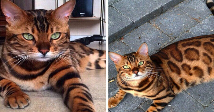  What a beauty: this Bengal cat has a beautiful coat and emerald eyes that conquers people