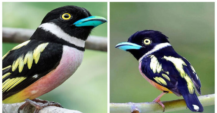  The bird looks like a cartoon character: an adorable tiny bird surprises with its beauty