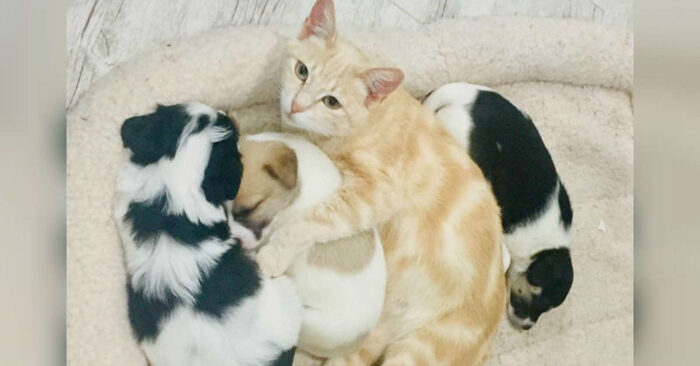  What a wonderful story: this kind and caring cat begins to take care of orphaned puppies that are left alone