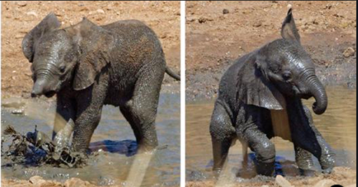  During the drought, a cute baby elephant was seen having a lot of fun with the mud