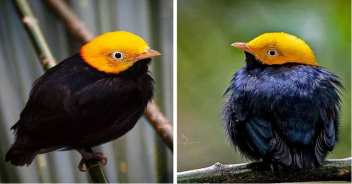  Meet the golden-headed manakin, a creature with a magnificent golden head that shines like a beacon of light and is dressed in glossy jet black