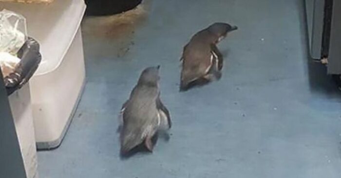 Funny story: these happy thieves-penguins once caught were back to stealing sushi again
