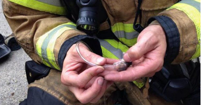  Dedicated and brave firefighters use small oxygen masks to save a family of hamsters