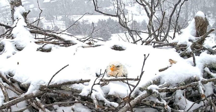  What a wonderful scene: this caring mother eagle protects her eggs even under heavy snow