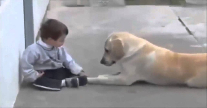  A dog approaches a boy who has down syndrome