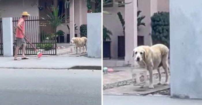  What a cute dog: this dog was helping his owner clean up the trash by holding a bucket