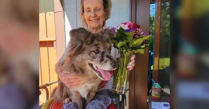  What a beautiful story: this wonderful dog served as a therapy dog for an old woman
