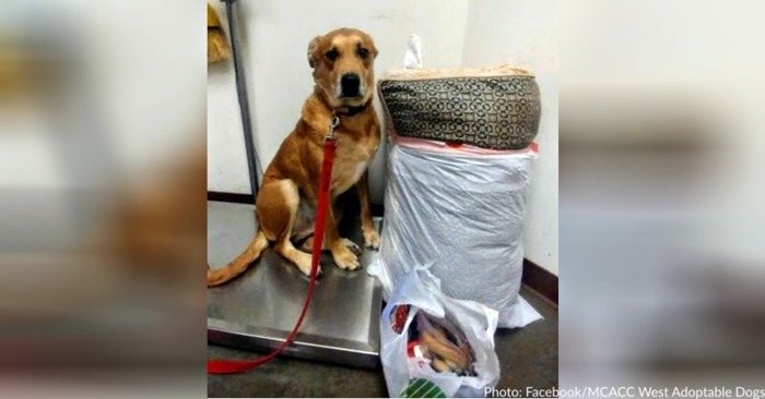  Wall-E the dog was returned to the shelter by his owner along with his bedding and toys