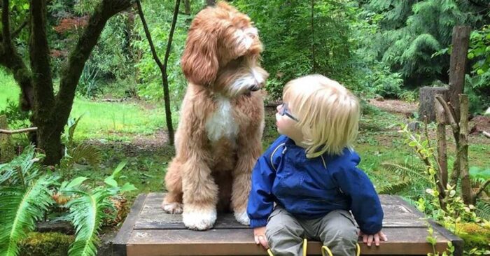 This adopted child does not adapt in the family, but a goldendoodle dog appears and everything changes