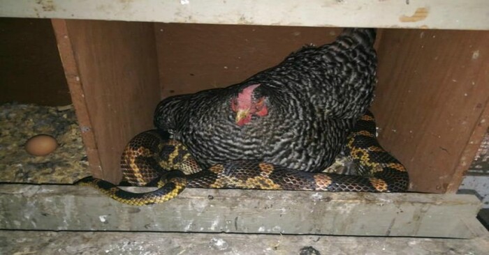  This is really amazing: this farmer saw an incredible chicken coop where a chicken warmed a snake