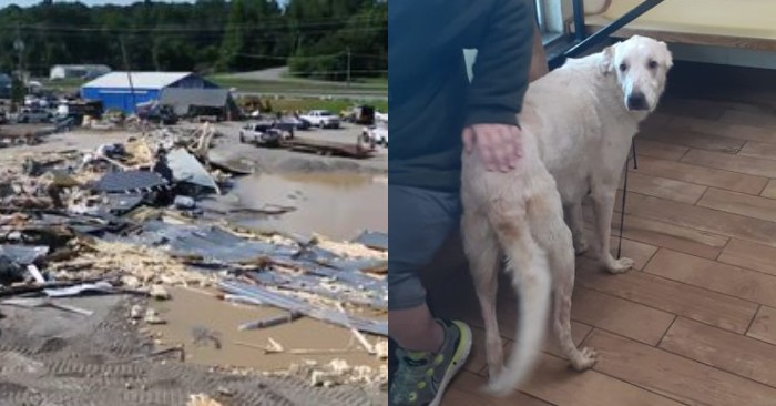  A beautiful story: during a flood, a brave dog could save the life of a drowning stranger