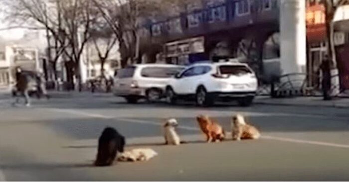  What loyalty: these wonderful caring dogs stopped the traffic to help their friend