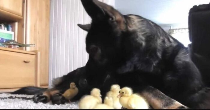  Cute scene: the beautiful German shepherd immediately fell in love with the chicks and began to care for them