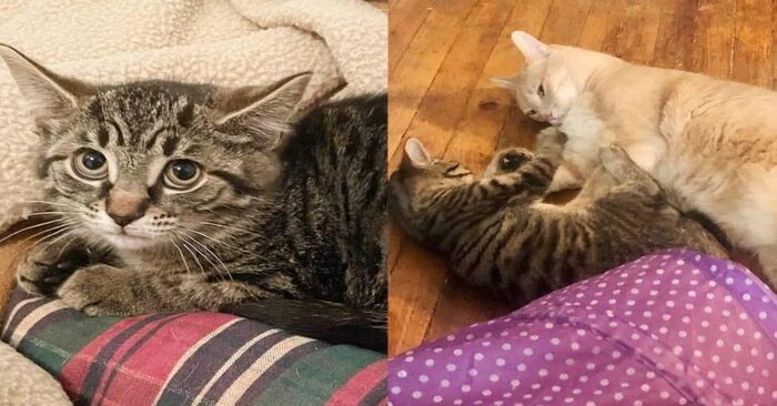  Amazing story: this little cat comes home as a stray and slowly becomes brave thanks to the family cat