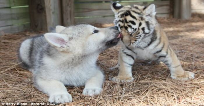  What a cute scene: these babies grew up together and spent time with each other every day