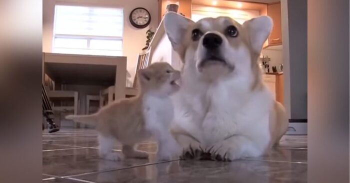  Heartbreaking story: this poor corgi mom couldn’t rest after losing her 7 puppies until she met the cat