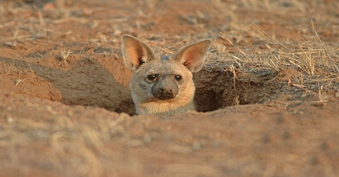  Meet the charming Aardwolf, also known as the “Wolf” you never knew existed