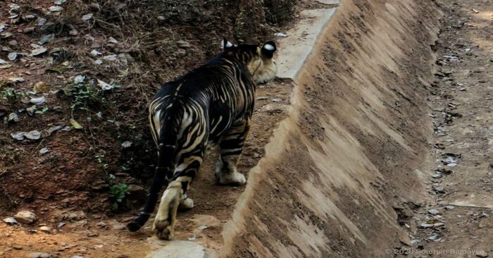  This can also happen: a black tiger with rare black stripes has been spotted in the jungles of India