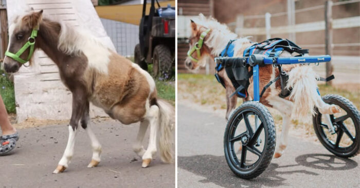  Great story: this horse whose hind legs were not working was finally able to run with the help of wheels