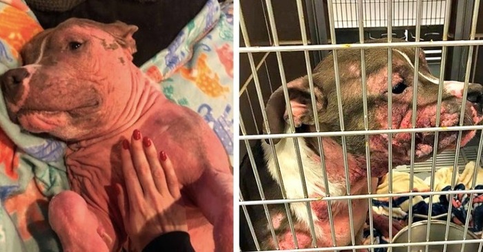  Beautiful story: this poor dog was sick, but with the help of caring people now he is unrecognizable
