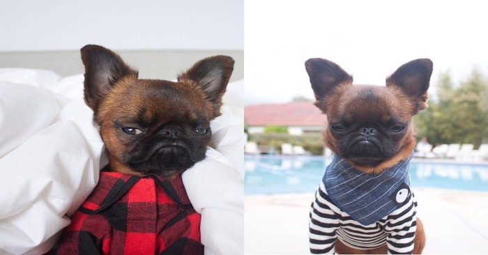  Cute dog: this dog surprises everyone with his extraordinary appearance and people adore him