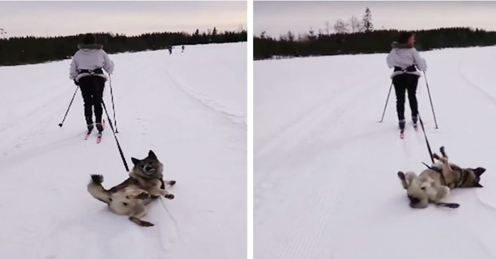  Beautiful scene: this fluffy dog did not want to follow the owner and lay down in the snow