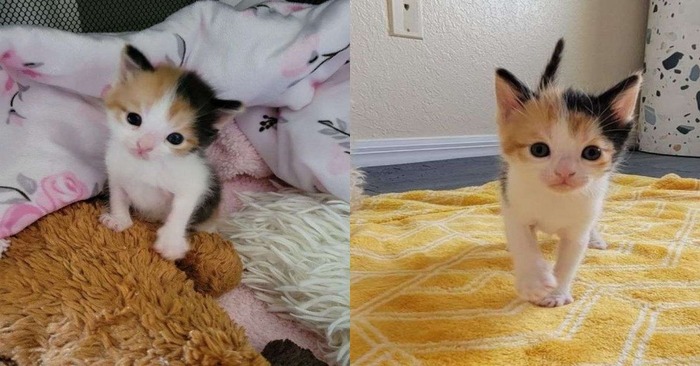  A wonderful story: a cute kitten cried non-stop, and kind and caring people saved