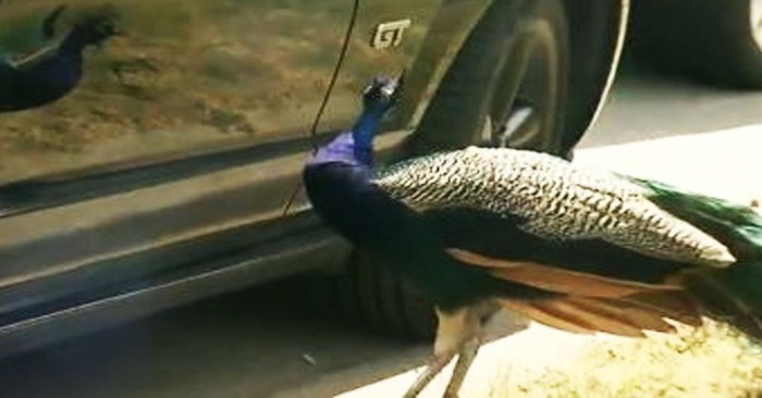  This is interesting: Canadian peacocks have become criminals who interfere with sleep and spoil cars