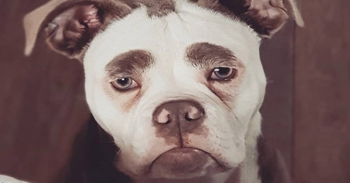  Interesting appearance: this dog looked like he was disappointed, but it seems so because of the eyebrows