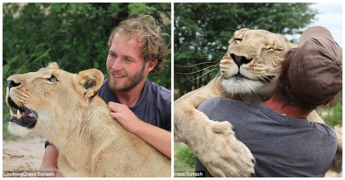  Here is this wonderful connection: a lion cub was rescued and now she has a unique friendship with the rescuer
