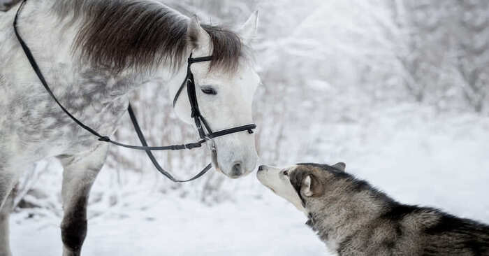  This is great: a gray horse and an Alaskan Malamute became the stars of a beautiful snowy photo shoot