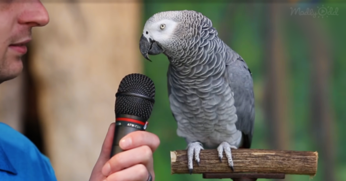  His name is not in vain Einstein. This parrot even announced himself as a “superstar”