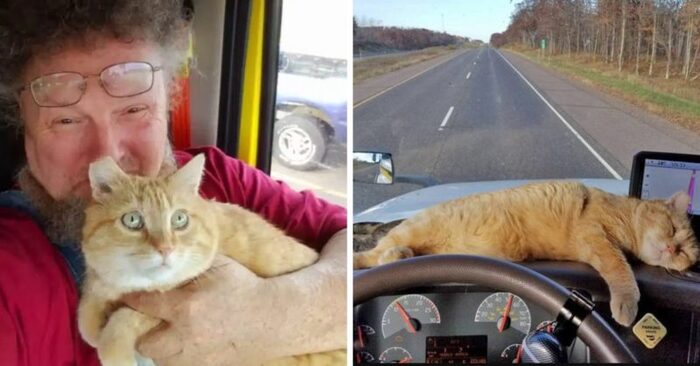 Good story: this truck driver decided to adopt an abandoned and lonely cat and they became inseparable