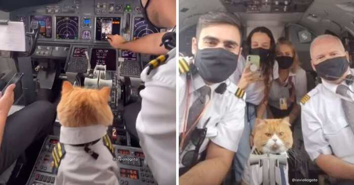  Interesting story: this pilot decides to bring his cat on the plane in uniform and they take pictures with the crew