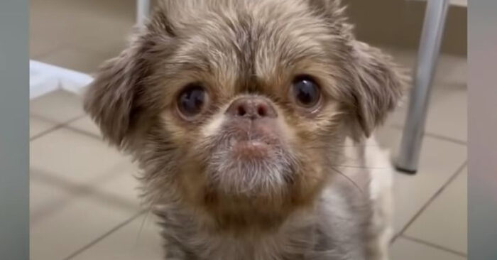  What a beautiful story: this little dog cried with happiness when he was finally saved from loneliness