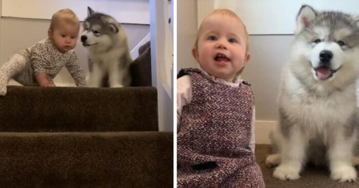 A beautiful scene: this little child became the dog’s inseparable friend and helped the dog to climb the stairs