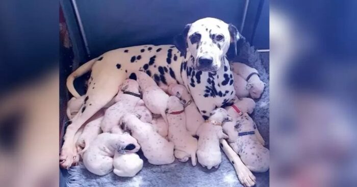  An interesting scene: this unique Dalmatian mother gave birth to a large number of puppies and set a record