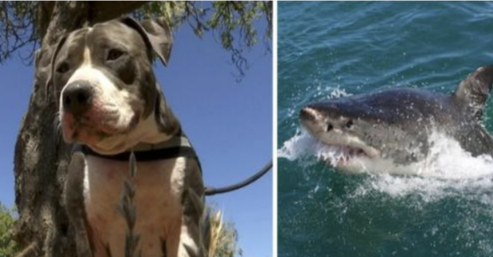  Amazing story: this brave pit bull manages to fight a giant whale and save his owner