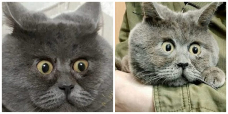  Interesting appearance: this unique cat became famous for his unusual look