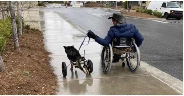  Good story: this disabled dog will finally be with a person who fully understands and loves him