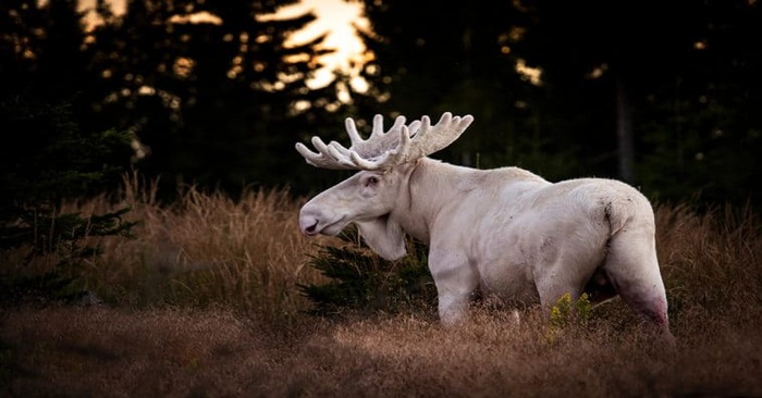  White a beauty: beautiful and extremely rare white elk spotted in Swedish forests